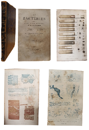 Les BactÃ©ries et LÂ´Histologie Pathologiques des Maladies Infectieuses (Atlas)